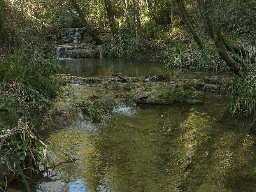 Salamandrine di Maremma